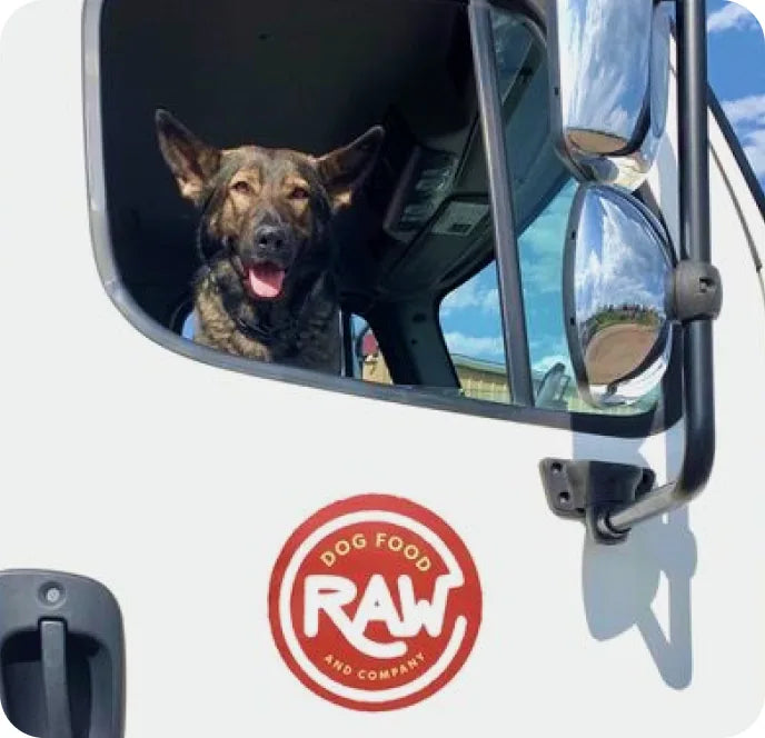 A dog leaning out of the window of a Raw Dog Food & Co van