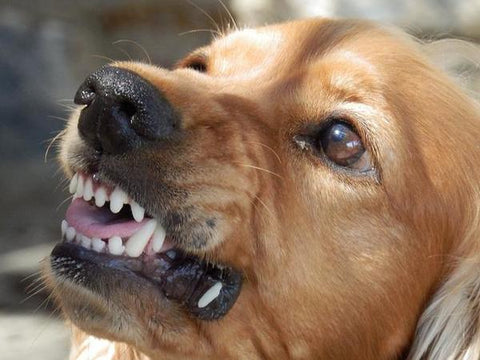 Dr. Thomas Cowan - Rabies and Your Pets - Here's the Truth