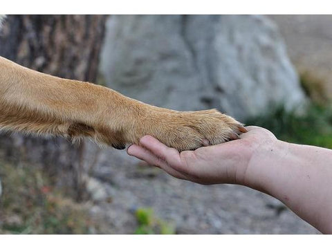 Why Terrain is the Most Important for You and Pets -  Dr. Thomas Cowan