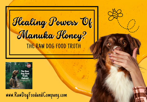 6 Healing Powers of Manuka Honey for Dogs