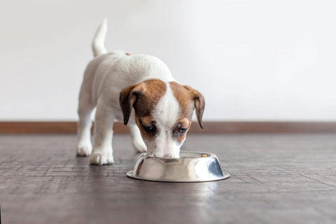 Puppies Starting a Raw Diet