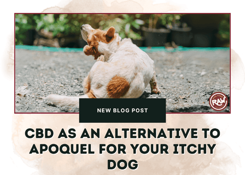 CBD as an Alternative to Apoquel for Your Itchy Dog