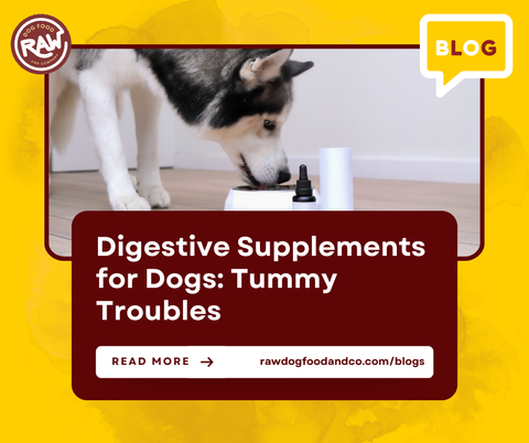 Digestive Supplements for Dogs: Tummy Troubles? Fix It with the Right Boost!
