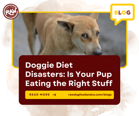 Doggie Diet Disasters: Is Your Pup Eating the Right Stuff?