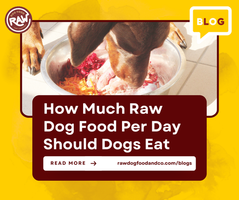 How Much Raw Dog Food Per Day Should Dogs Eat?
