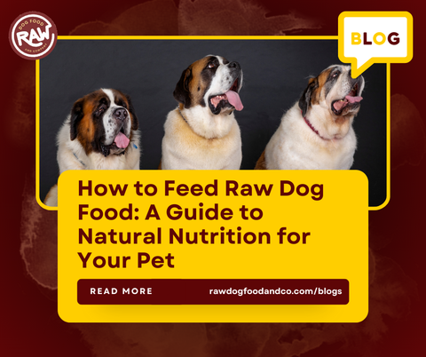 How to Feed Raw Dog Food: A Guide to Natural Nutrition for Your Pet