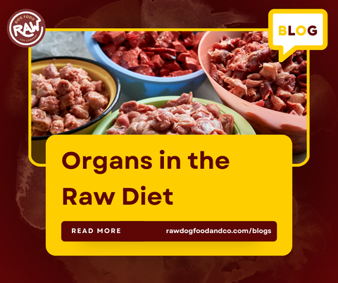 Organs in the Raw Diet