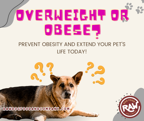 Overweight or Obese? Prevent Obesity and Extend Your Pet's Life Today!