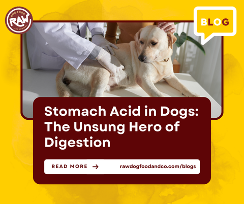 Stomach Acid in Dogs: The Unsung Hero of Digestion!