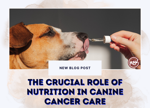 The Crucial Role of Nutrition In Canine Cancer Care