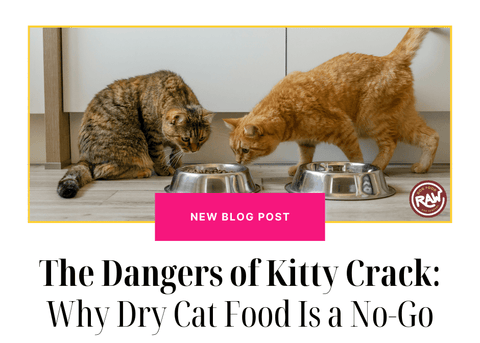 The Dangers of Kitty Crack: Why Dry Cat Food Is a No-Go