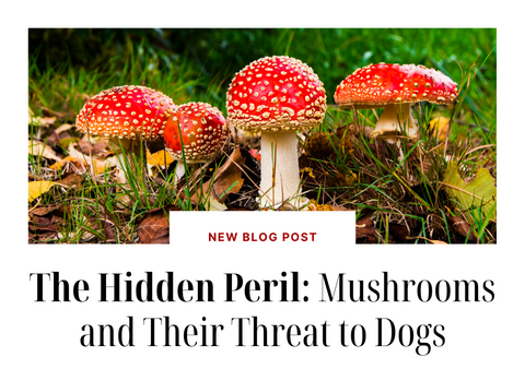 The Hidden Peril: Mushrooms Which are a Threat to Dogs