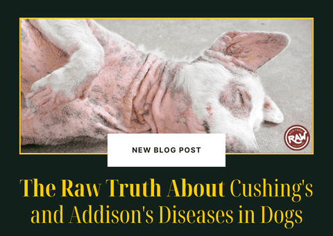 The Raw Truth About Cushing's and Addison's Diseases in Dogs