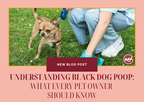 Understanding Black Dog Poop: What Every Pet Owner Should Know