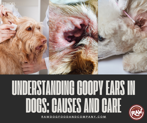 Understanding Goopy Ears in Dogs: Causes and Care