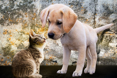 Start Kittens and Puppies on the Raw Diet