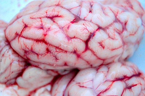 Why We Consider Brains and Tripe Super Food For Your Pets - Ask Nealy Piazza