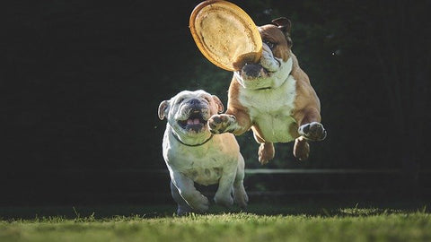 Raw Feeding - Adult Dog