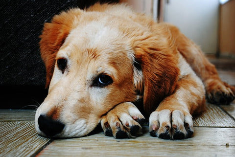 Nutritional Support For Dogs With Cancer