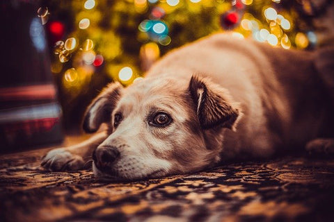 Crystals In Dogs Urine