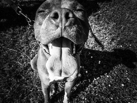 Top Reasons Your Dog May Not Be Able to Digest Bone Properly