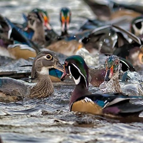 Raw Duck Food for Dogs and Cats