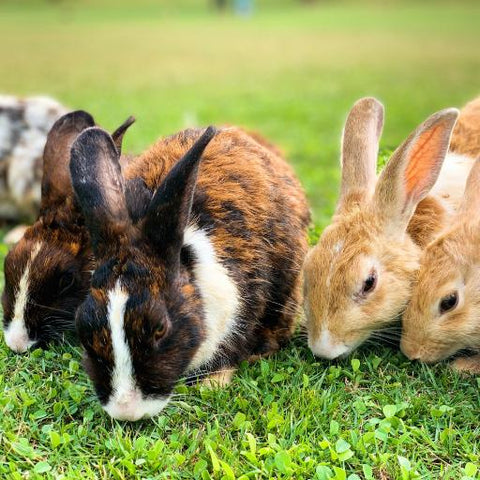 Raw Dog Food Rabbit Products