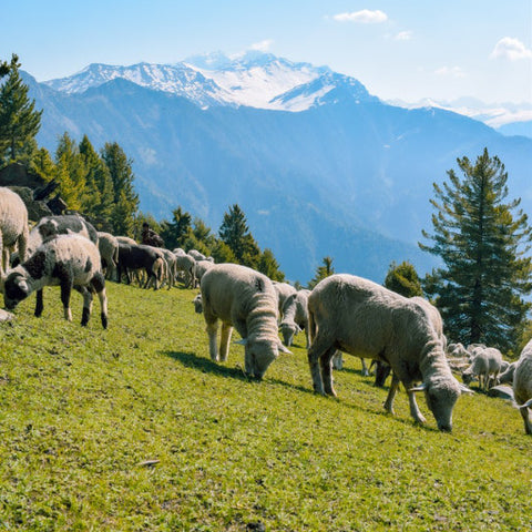 Raw Dog Food Lamb and Sheep Products