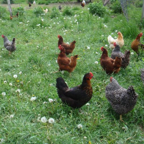 Raw Dog Food Chicken Products