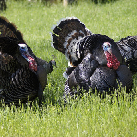 Turkey Blends Raw Dog Food. Raw Dog Food and Company