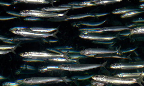 Sardines - Gulf of America - Wild Caught Fish (5 lb)