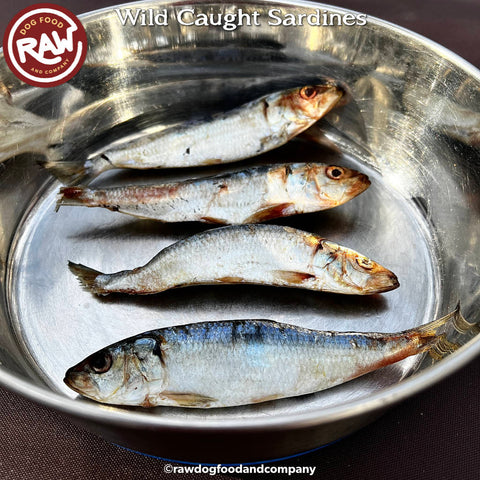 Sardines - Gulf of America - Wild Caught Fish (5 lb)