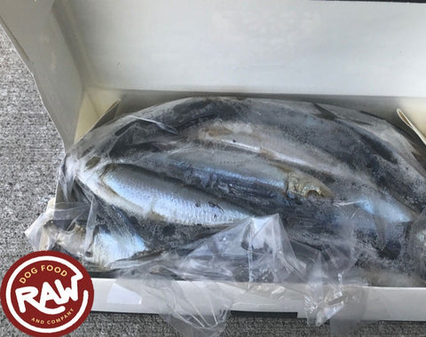 Sardines - Gulf of America - Wild Caught Fish (5 lb)