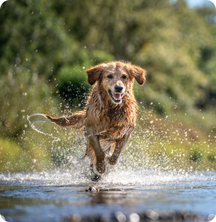 A golden retriever running through shallow water