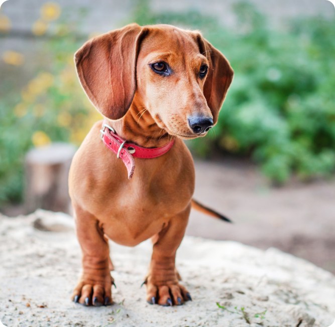 A dachshund standing outdoors