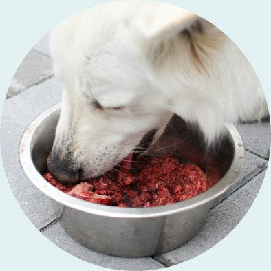 A puppy eating raw food from a metal bowl