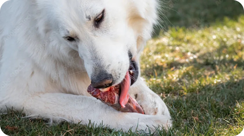 A white shepherd chewing a raw bone on grass