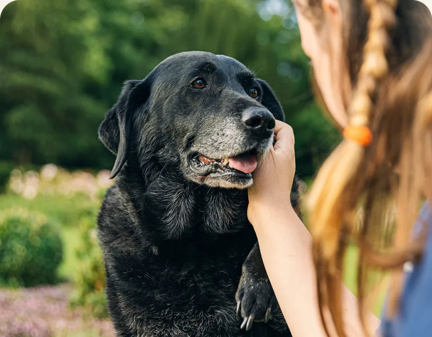 A senior black labrador being stroked outdoors