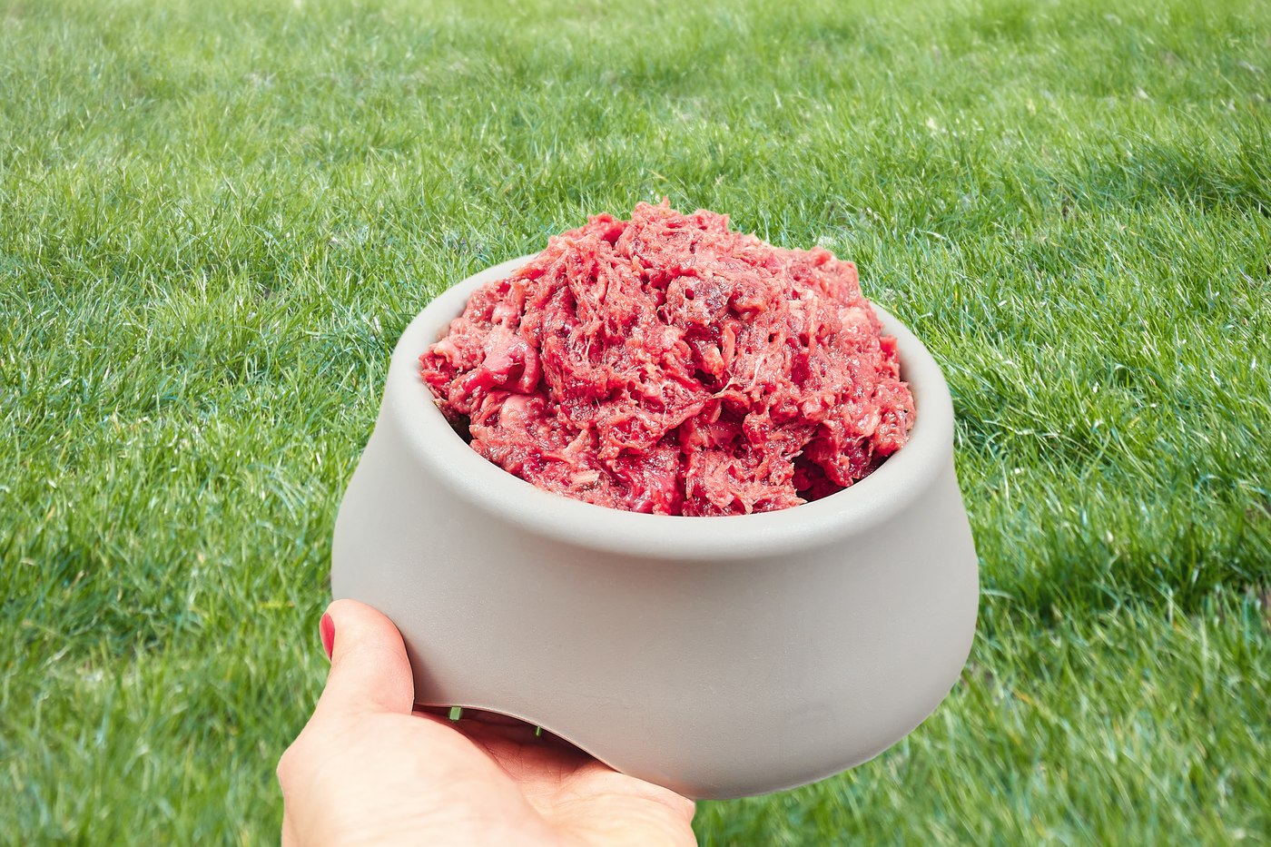 A hand holding a bowl of fresh raw dog food over grass
