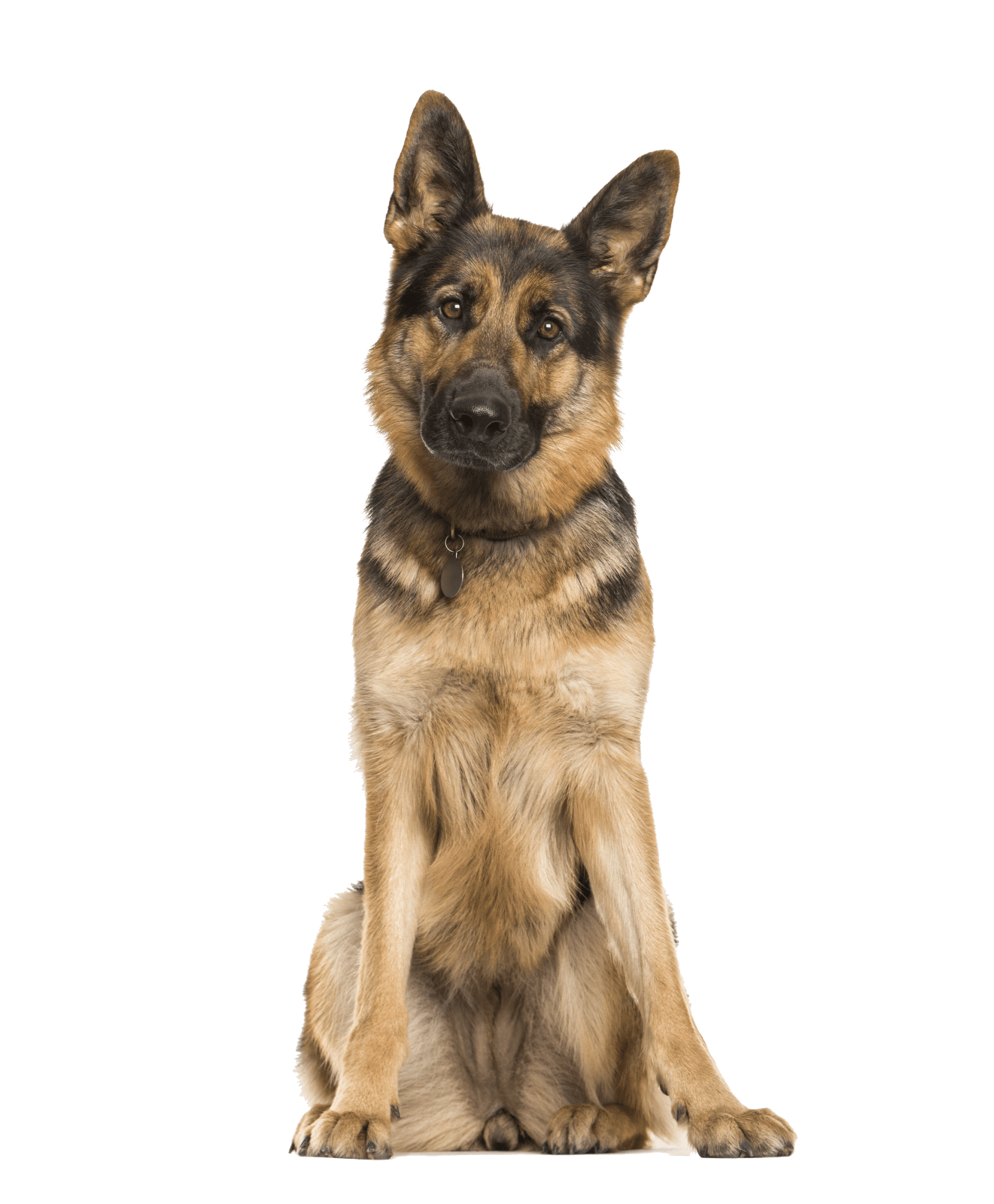 About Raw Dog Food and Company