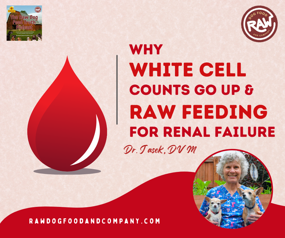 Why White Cell Counts Go Up and Raw Feeding for Renal Failure