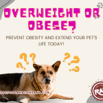 Overweight or Obese