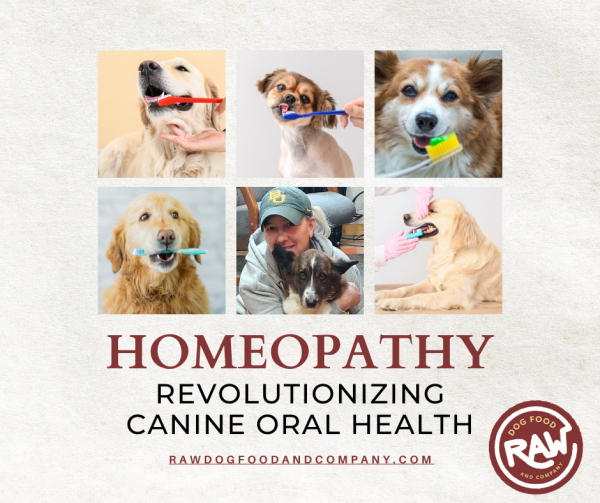 Homeopathy Revolutionizing Canine Oral Health Raw Dog Food and Company