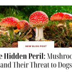 The Hidden Peril- Mushrooms and Their Threat to Dogs