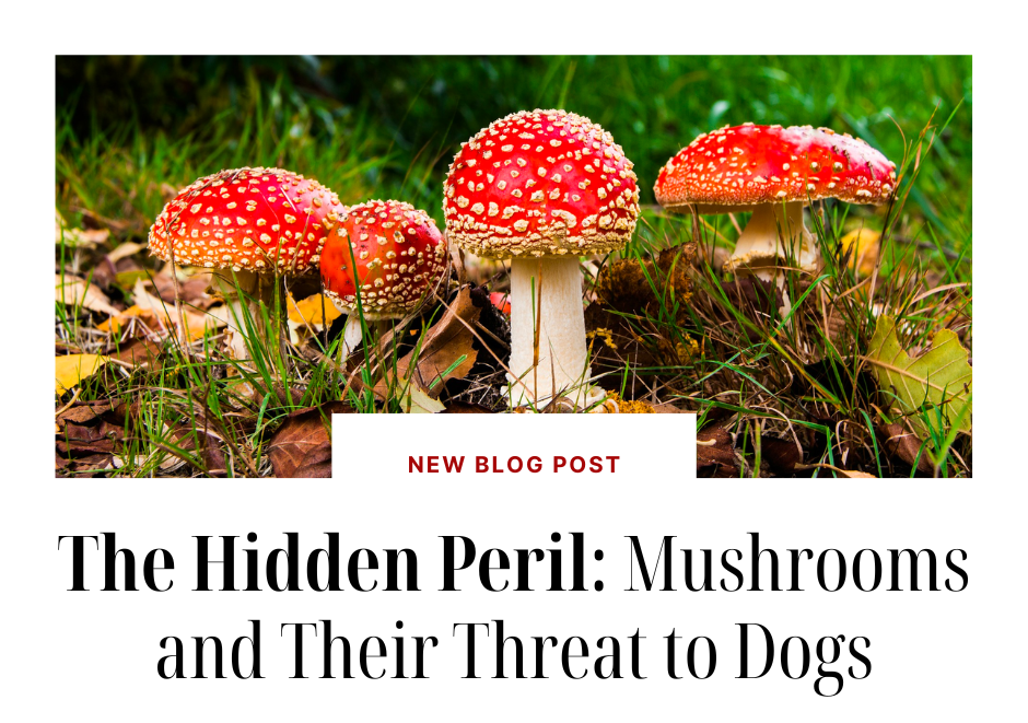 The Hidden Peril- Mushrooms and Their Threat to Dogs