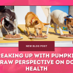 Breaking Up with Pumpkin- A Raw Perspective on Dog Health