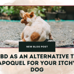 CBD as an Alternative to Apoquel for Your Itchy Dog
