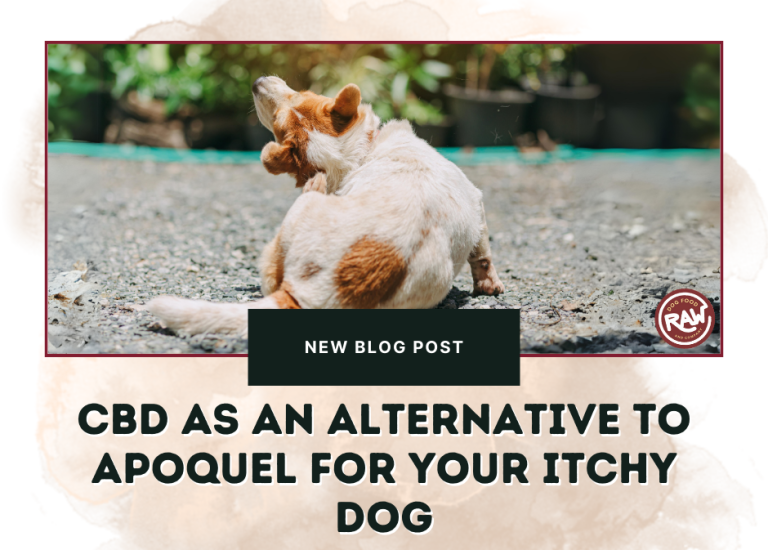 CBD as an Alternative to Apoquel for Your Itchy Dog Raw Dog Food and