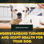 Understanding Turmeric and Joint Health for Your Dog
