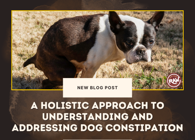 A Holistic Approach to Understanding and Addressing Dog Constipation
